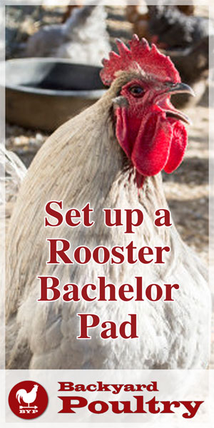 Roosters